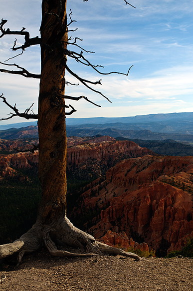 Allen's hummingbirds