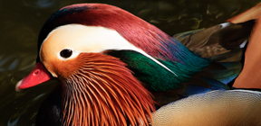 Mandarin duck