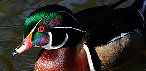 Wood duck