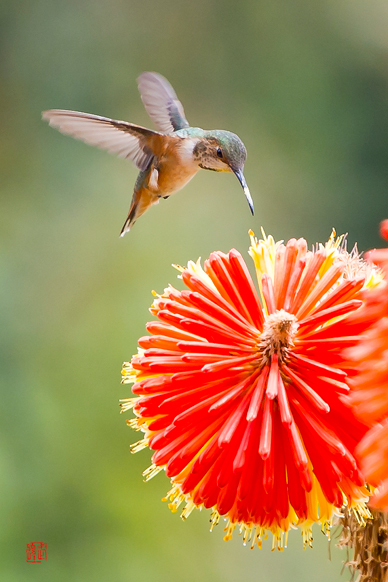 Allen's hummingbirds